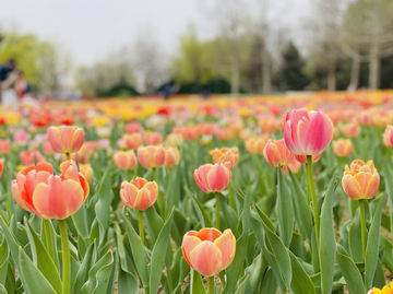 首页- am8亚美集团旗舰厅官网